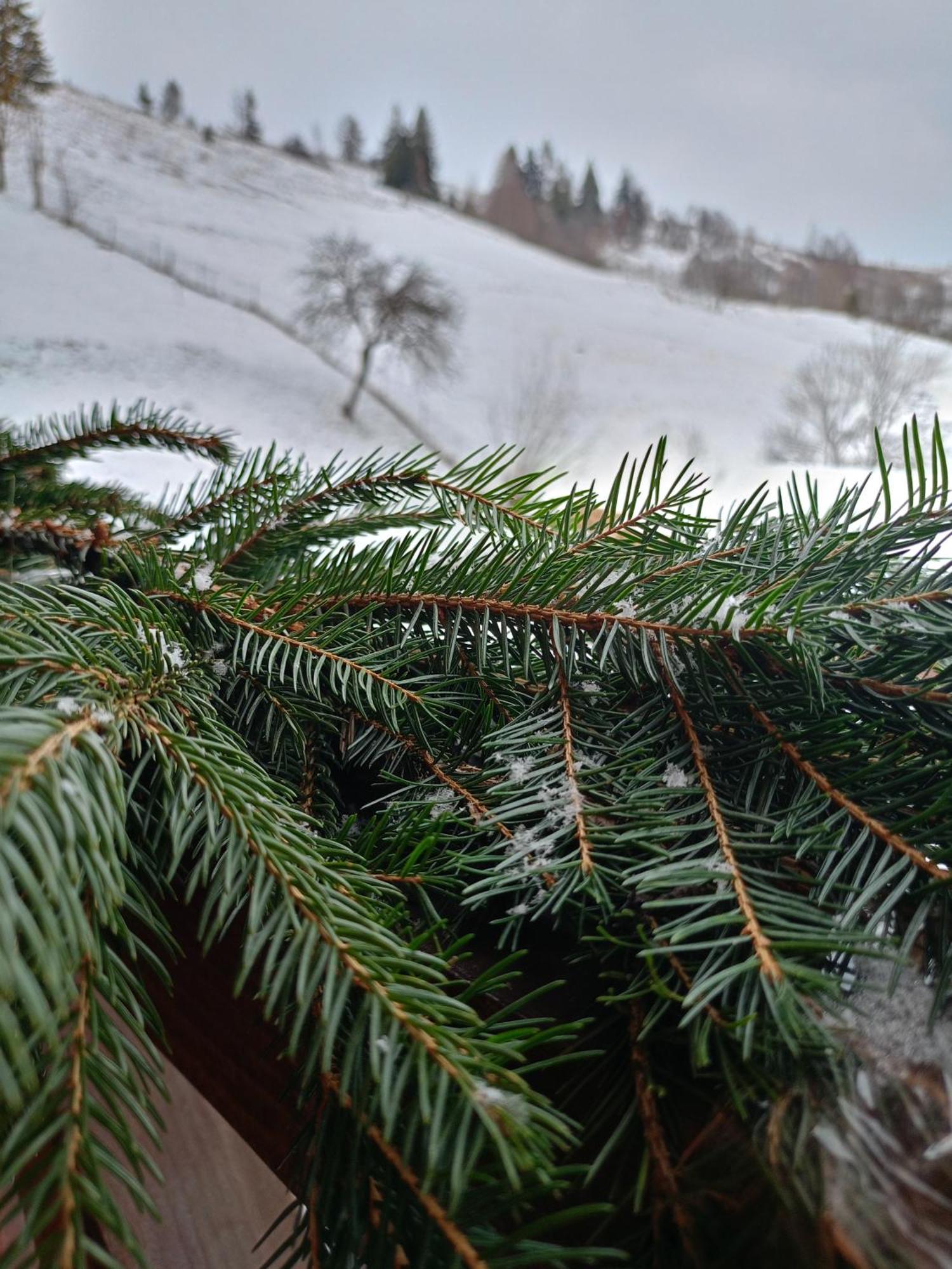 "Відпочинок В Карпатах" Villa Izki Bagian luar foto